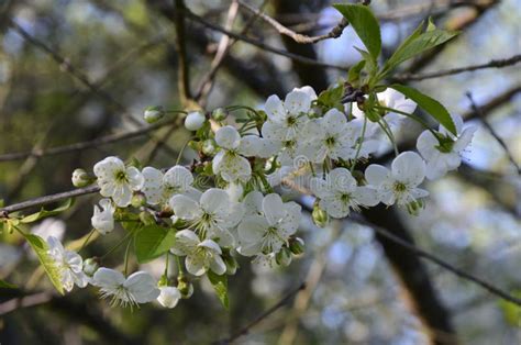 Close Up Of Sour Cherry Prunus Cerasus Blossoms In Spring Stock Photo