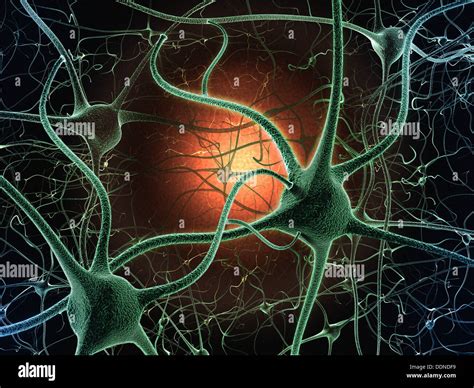 Las C Lulas Nerviosas En El Cerebro Fotograf A De Stock Alamy