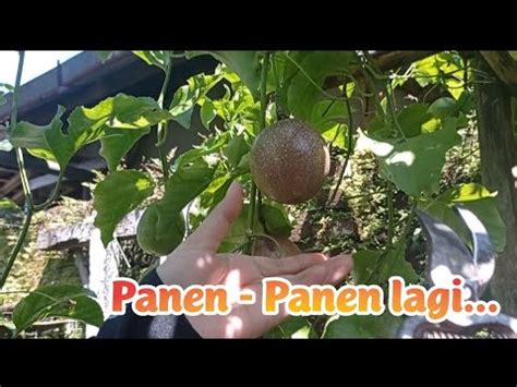 Yuk Panen Sayur Dan Buah Di Kebun Kecil Berkebun Panen