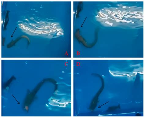 The Influence of Shelter Type and Coverage on Crayfish (Procambarus