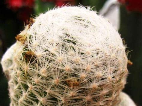 Эскобария – фото кактуса, уход, размножение, болезни, описание