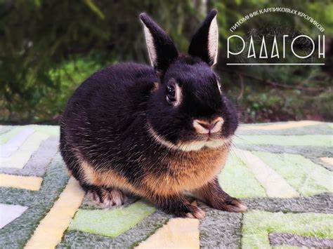 Купить декоративного кролика из питомника в Москве 🐰