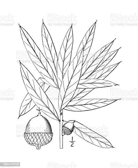 antique botany plant illustration quercus phellos willow oak stock