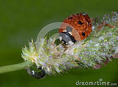 Lady Bird Beetle Stock Photo | CartoonDealer.com #10037016