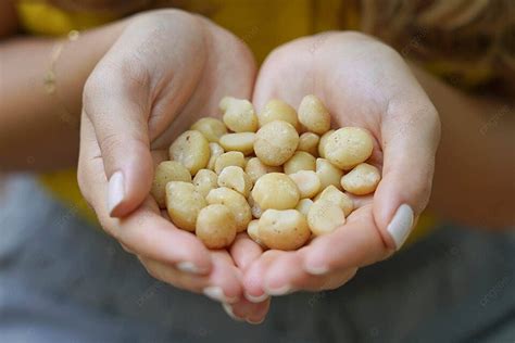 Fondo Un Pu Ado De Nueces De Macadamia Primer Plano De Las Manos De Una