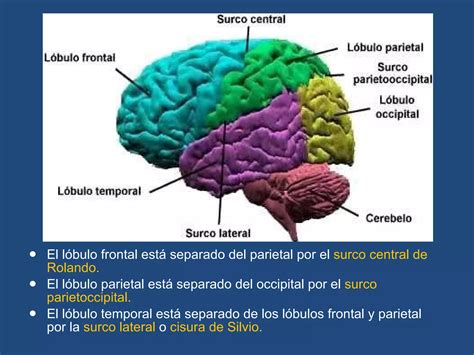 Cerebro Configuraci N Externa Ppt