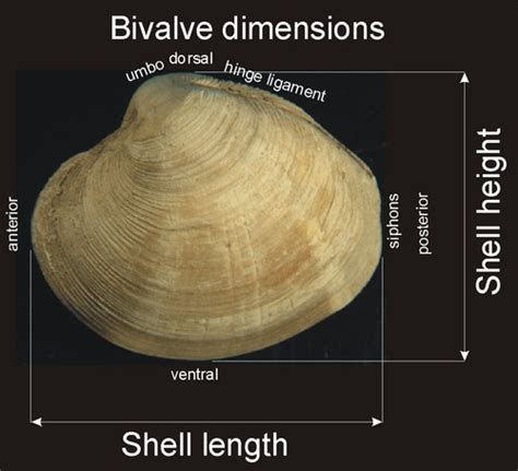 Clam Owens Flashcards Quizlet