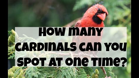 How Many Cardinals Can You See On My Bird Feeders Youtube