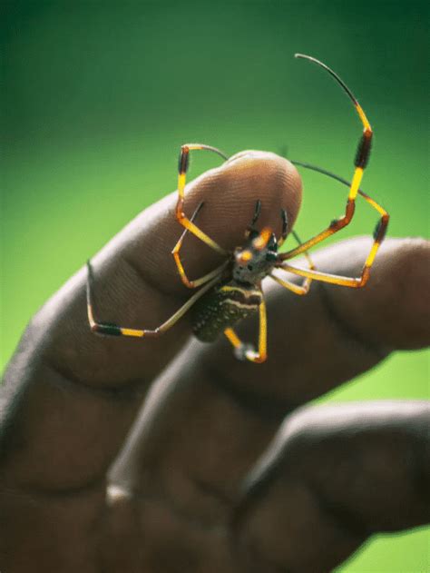 Banana Spiders Of Florida Animals Around The Globe