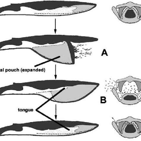 —Right whale (Balaenidae) filter-feeding method: skimming plankton with ...