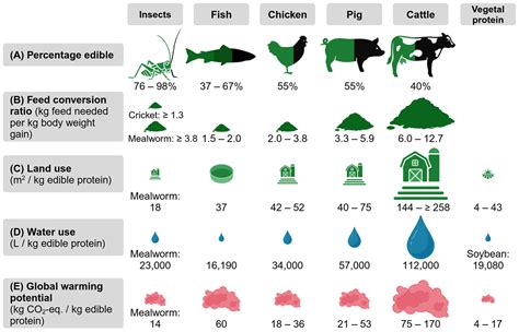 Proteins and Amino Acids from Edible Insects for the Human Diet—A