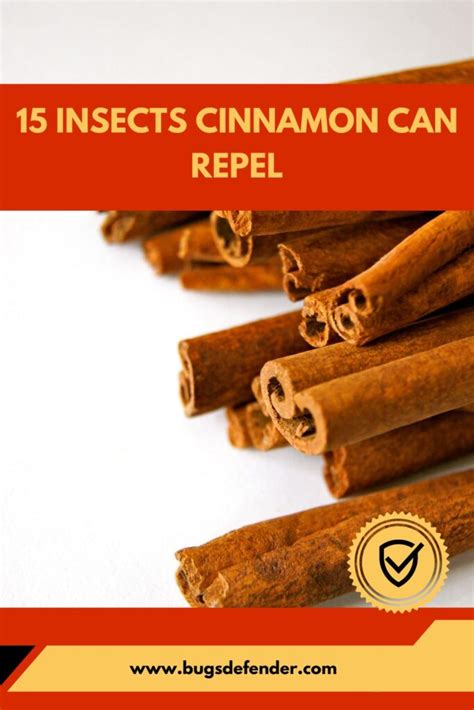 15 Insects Cinnamon Can Repel