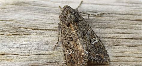 Cabbage Moth Pest Identification For Vegetable Gardens