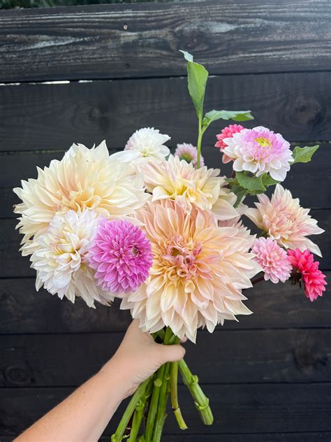 Dahlias, Dahlias, Dahlias Bouquet – HedgehogFlowerFarm.com