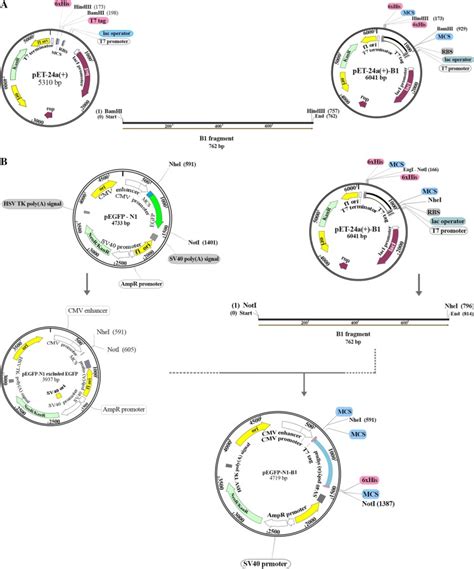 Vector Pegfp N1 | Thermo Fisher | Bioz