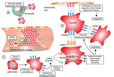 Cd40l And Its Receptors In Thrombosis And Hemostasis 1 Monomeric