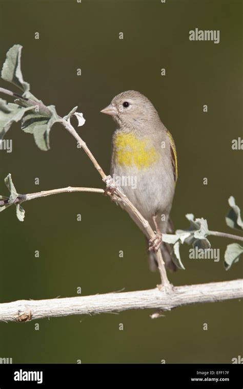 Lawrence's Goldfinch - Carduelis lawrencei - female Stock Photo - Alamy