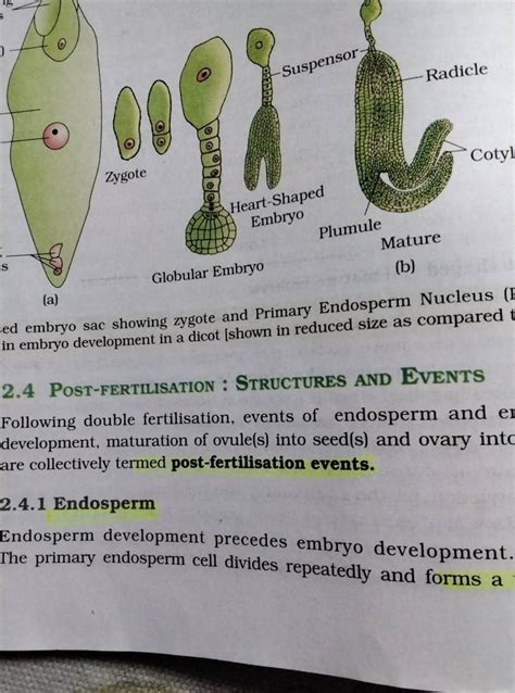 Ied Embryo Sac Showing Zygote And Primary Endosperm Nucleus F In Embryo