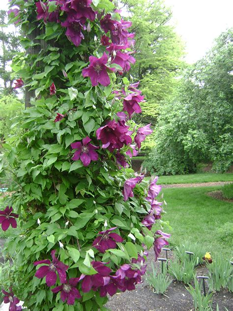 Clematis 'Rouge Cardinal' | UNL Gardens | Nebraska