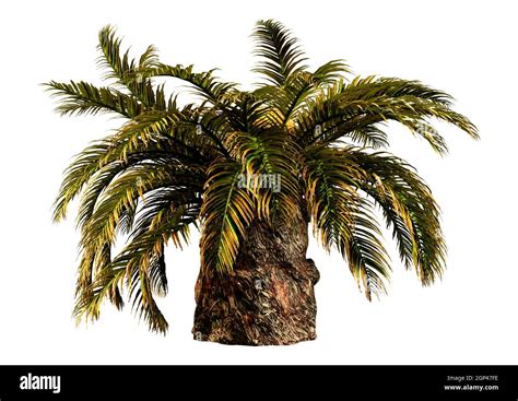 3D Rendering Of A Sago Palm Tree Or Metroxylon Sagu Isolated On White