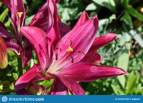 Liliengartenlatein Lilium Ndash Gattung Von Pflanzen Der Familie