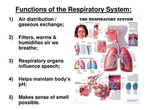 ch  gas exchange   respiratory system powerpoint