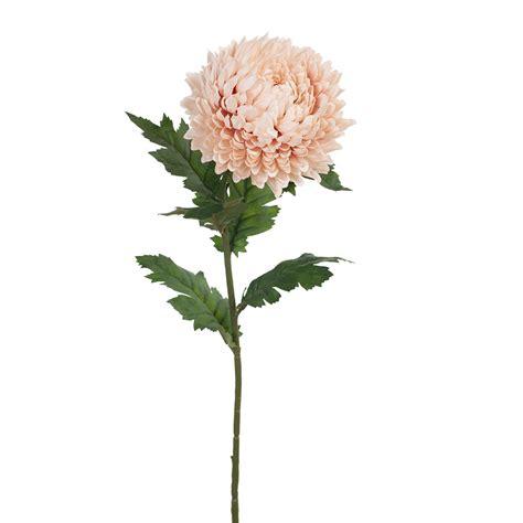 Chrysanthemum Blush Humble Home