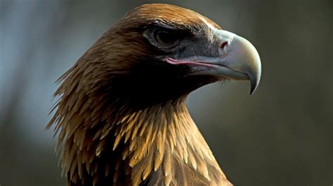 Australia was once home to gigantic, terrifying eagles | Popular Science