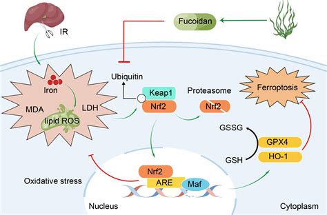 Fucoidan Ameliorates Ferroptosis In Ischemia Reperfusion Induced Liver