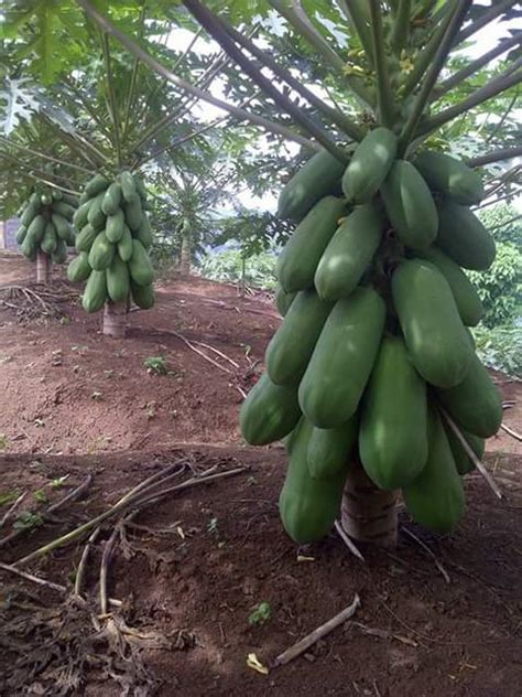 Papaya Farming Papeete Ki Kheti Kaise Karen Hindi Imformative 4 Farmer