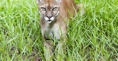 Un Puma Si Sta Aggirando Per Le Strade Di San Francisco