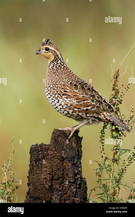 Female Bobwhite Quail Hi Res Stock Photography And Images Alamy