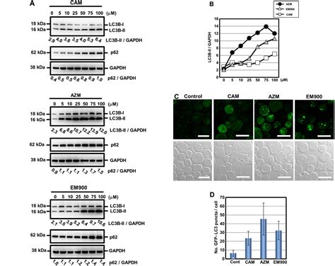 International Journal of Oncology
