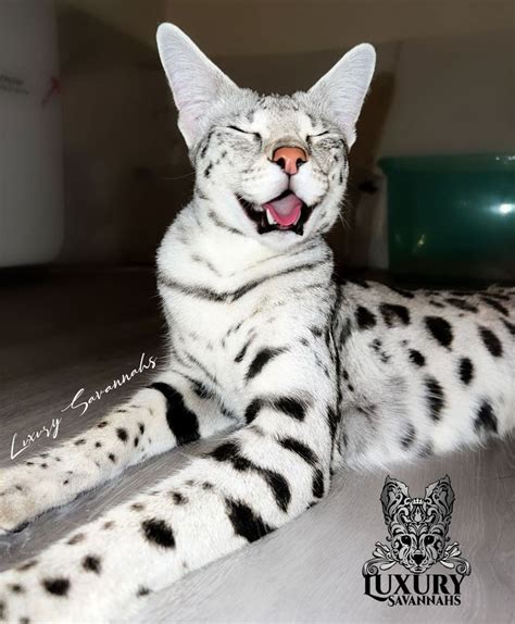 Silver F1 Savannah Cat Muse