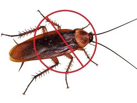 A Guide To Cockroach Control At Home Cockroach Facts Off