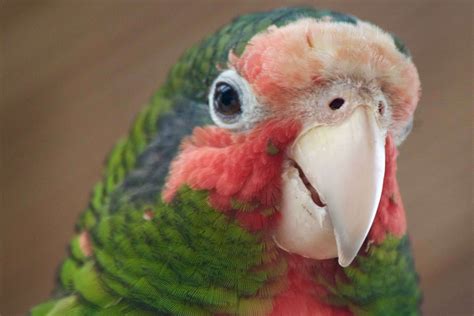 Cayman Parrot Sanctuary Ranks High As Best Family-Friendly Spots On
