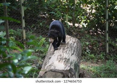 477 Sun Bear Conservation Centre Images, Stock Photos & Vectors | Shutterstock