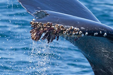 Barnacles On A Humpback Whale S Tail Fluke A Common Flickr