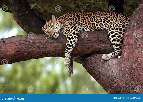 Leopard Sleeping In A Tree Stock Photo Image 55587516