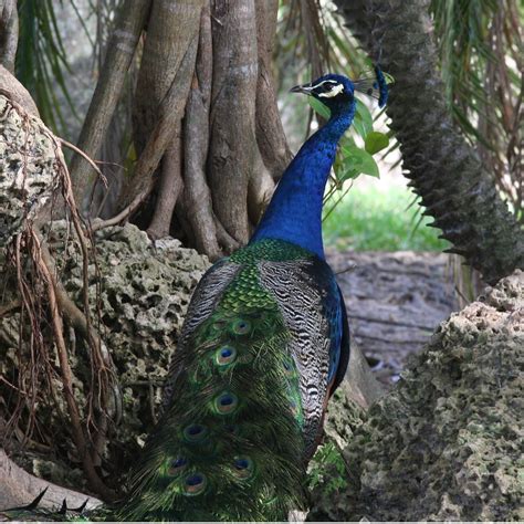 Peacock Crandon Gardens Key Biscayne Callen1247 Flickr