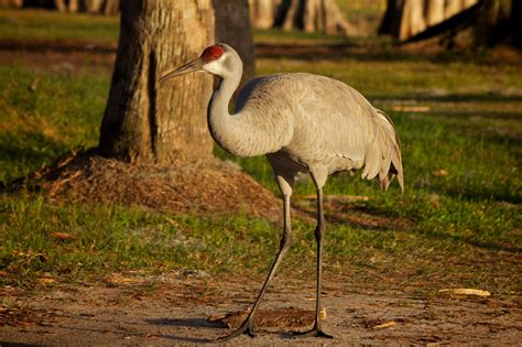 15 Birds With Long Legs (With Pictures) - Animal Hype