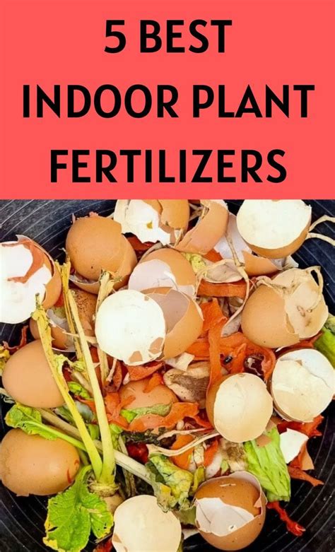 Best Indoor Plant Fertilizers Fertilizer For Plants Plants That