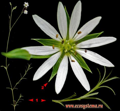 Звездчатка злаковая — Stellaria graminea L..: фотография и описание