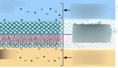 Diagram of resting membrane potential diagram (chp 12) | Quizlet