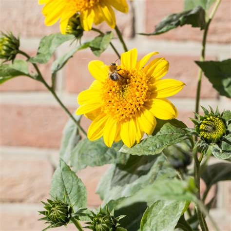 Szkółka Bylin Dobrepole Helianthus Double Whammy słonecznik