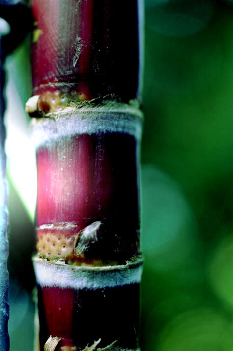 KIT Botanischer Garten Das Sind Unsere Pflanzen Portraits