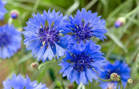 Plantas Con Flores Azules Belleza En Azul Una Planta