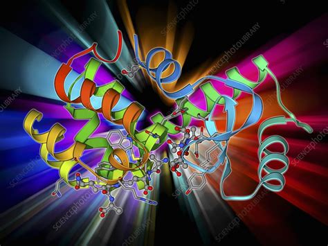 Bacteriophage T4 lysozyme molecule - Stock Image - F009/5876 - Science ... 