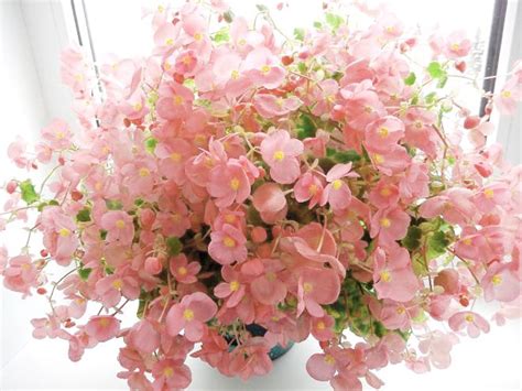 Как подкармливать комнатные растения в разные периоды | Flowers, Floral ...