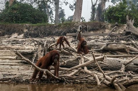 Heartbreaking images show endangered orangutans driven from homes by ...